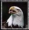 bfteagle's Avatar
