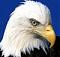 The_Eagles_Cliff's Avatar